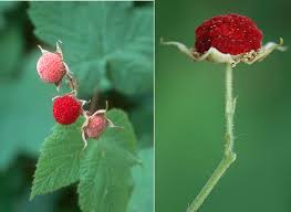 Attēlu rezultāti vaicājumam “Rubus parviflorus fruit”