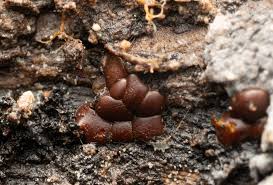 Attēlu rezultāti vaicājumam “Perichaena depressa”