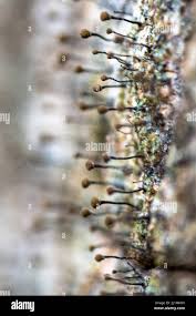 Attēlu rezultāti vaicājumam “Chaenotheca trichialis”