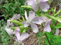 Attēlu rezultāti vaicājumam “Saponaria officinalis”