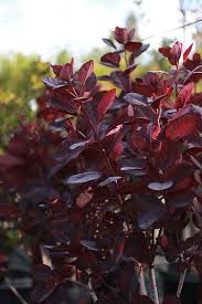 Attēlu rezultāti vaicājumam “Cotinus coggygria leaf”