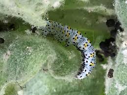 Attēlu rezultāti vaicājumam “Cucullia verbasci larva”