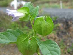Attēlu rezultāti vaicājumam “Nicandra physalodes fruit”