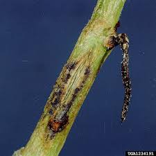 Attēlu rezultāti vaicājumam “Diderma radiatum stalked”