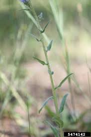Attēlu rezultāti vaicājumam “Echium vulgare bud”