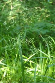 Attēlu rezultāti vaicājumam “Scirpus sylvaticus bud”