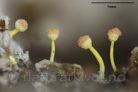 Attēlu rezultāti vaicājumam “Sclerophora pallida”