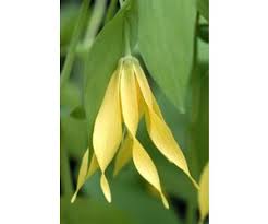 Attēlu rezultāti vaicājumam “Uvularia grandiflora”