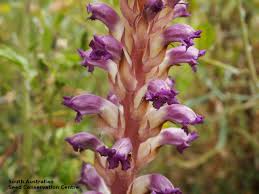 Attēlu rezultāti vaicājumam “Orobanche coerulescens flower”