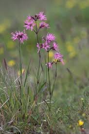 Attēlu rezultāti vaicājumam “Lychnis flos-cuculi”