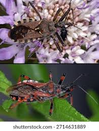 Attēlu rezultāti vaicājumam “Rhynocoris annulatus imago”