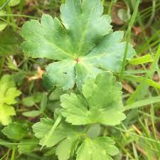 Attēlu rezultāti vaicājumam “Sanicula europaea”