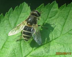 Attēlu rezultāti vaicājumam “Eristalis sp.”
