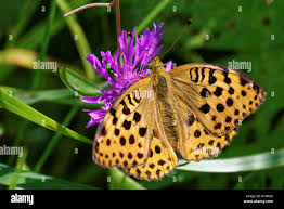 Attēlu rezultāti vaicājumam “Argynnis laodice female”