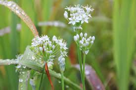 Image result for Schnittknoblauch