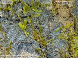 Attēlu rezultāti vaicājumam “Parmeliella triptophylla”
