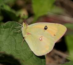 Attēlu rezultāti vaicājumam “Colias croceus underside”