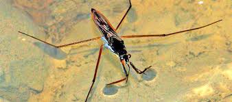 Attēlu rezultāti vaicājumam “Gerridae”