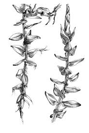 Attēlu rezultāti vaicājumam “Calliergon cordifolium”