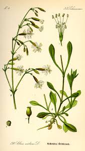 Attēlu rezultāti vaicājumam “Silene nutans flower”