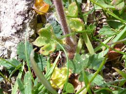 Attēlu rezultāti vaicājumam “Saxifraga granulata leaf”
