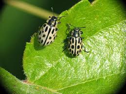 Attēlu rezultāti vaicājumam “Chrysomela vigintipunctata”