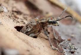 Attēlu rezultāti vaicājumam “Rhagium inquisitor”