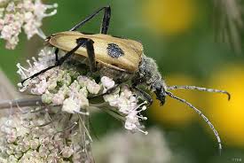 Attēlu rezultāti vaicājumam “Pachyta quadrimaculata”
