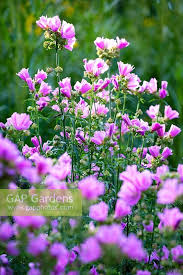 Image result for Malva alcea