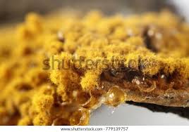 Attēlu rezultāti vaicājumam “Trichia scabra spores”