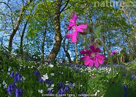 Attēlu rezultāti vaicājumam “Silene dioica flower”