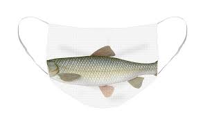 Image result for Ctenopharyngodon idella