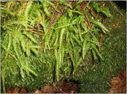 Attēlu rezultāti vaicājumam “Plagiothecium undulatum”