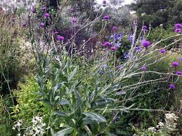 Attēlu rezultāti vaicājumam “Cirsium acaule fruit”
