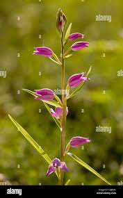 Attēlu rezultāti vaicājumam “Cephalanthera rubra flower”