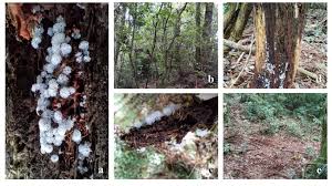 Attēlu rezultāti vaicājumam “Ceratiomyxa morchella”