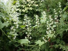 Attēlu rezultāti vaicājumam “Echinocystis lobata”