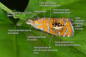 Attēlu rezultāti vaicājumam “Olethreutes arcuella”