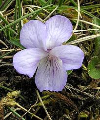 Attēlu rezultāti vaicājumam “Viola rupestris flower”