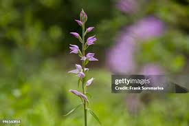 Attēlu rezultāti vaicājumam “Cephalanthera rubra”