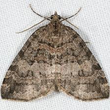 Attēlu rezultāti vaicājumam “Hydriomena furcata”