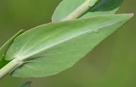 Attēlu rezultāti vaicājumam “Arabis glabra leaf”