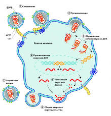 Image result for фотография вируса вич