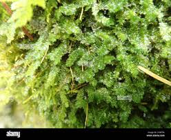 Attēlu rezultāti vaicājumam “Plagiothecium denticulatum”