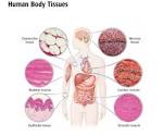 and plant <b>tissues</b> with