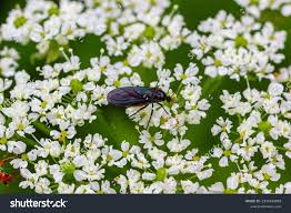 Attēlu rezultāti vaicājumam “Sciara analis”