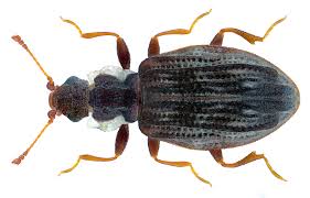 Attēlu rezultāti vaicājumam “Latridiidae”