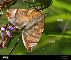 Attēlu rezultāti vaicājumam “Eulithis testata”