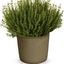 Image result for Thymus vulgaris