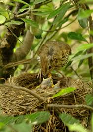 Attēlu rezultāti vaicājumam “Turdus philomelos nest”